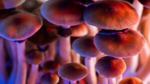 Magic Mushrooms: a Few Things You Need to Know About Them